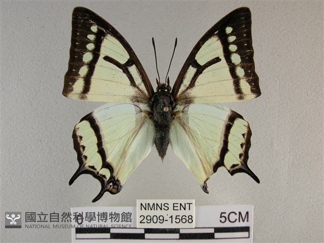 小雙尾蛺蝶藏品圖，第1張
