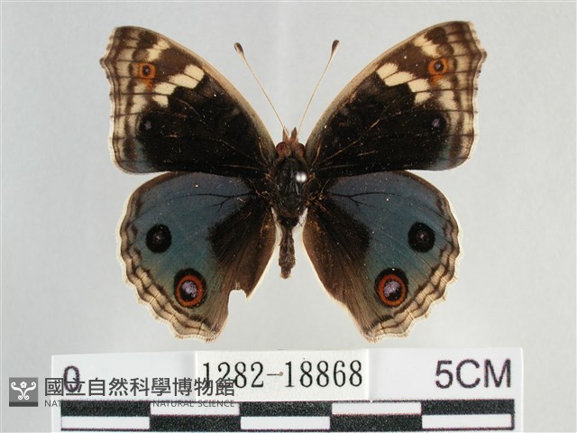 青眼蛺蝶、孔雀青蛺蝶藏品圖，第1張