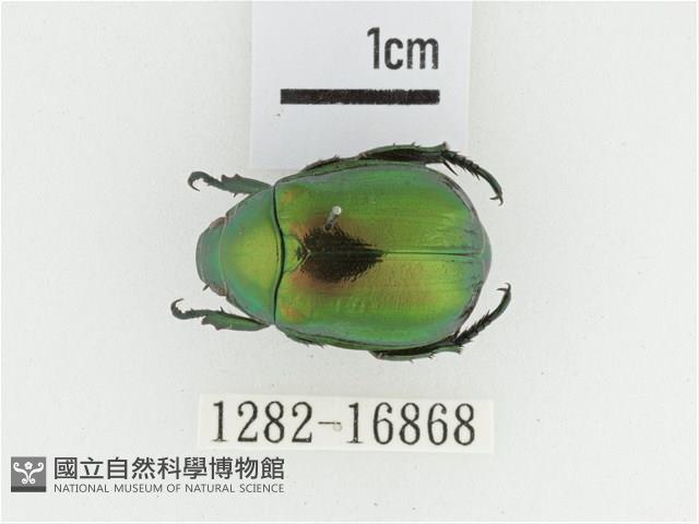 艷金龜藏品圖，第1張