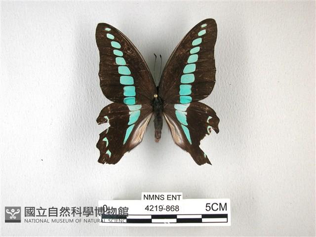 青帶鳳蝶藏品圖，第1張