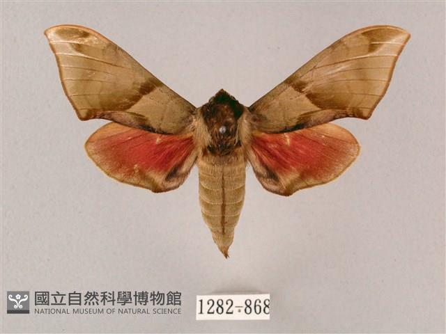 榆綠天蛾藏品圖，第1張