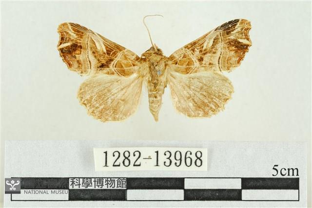 紅暈散紋夜蛾藏品圖，第1張