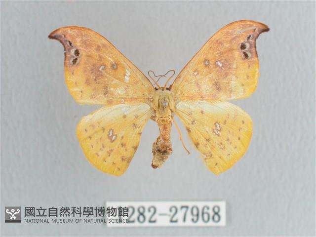 銀斑黃鉤蛾藏品圖，第1張