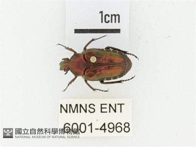 黑斑陷紋金龜藏品圖，第1張