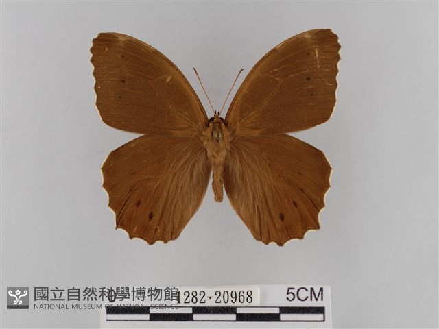 褐翅蔭眼蝶藏品圖，第1張
