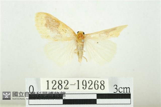 寬紋黃毒蛾藏品圖，第1張