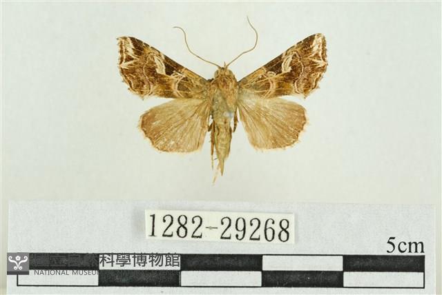 弧角散紋夜蛾藏品圖，第1張