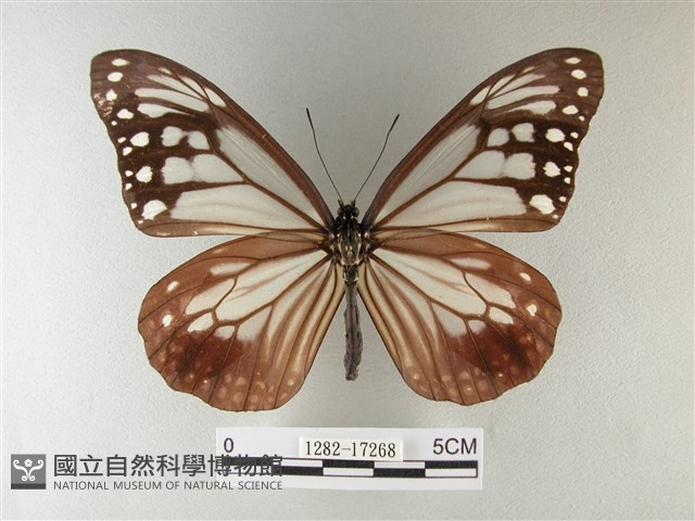 大絹斑蝶藏品圖，第1張