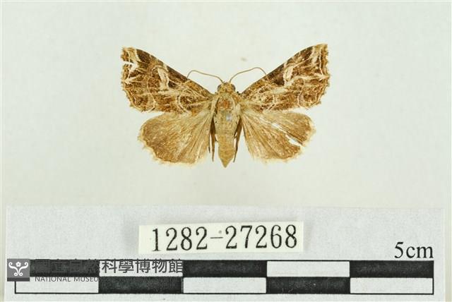 弧角散紋夜蛾藏品圖，第1張