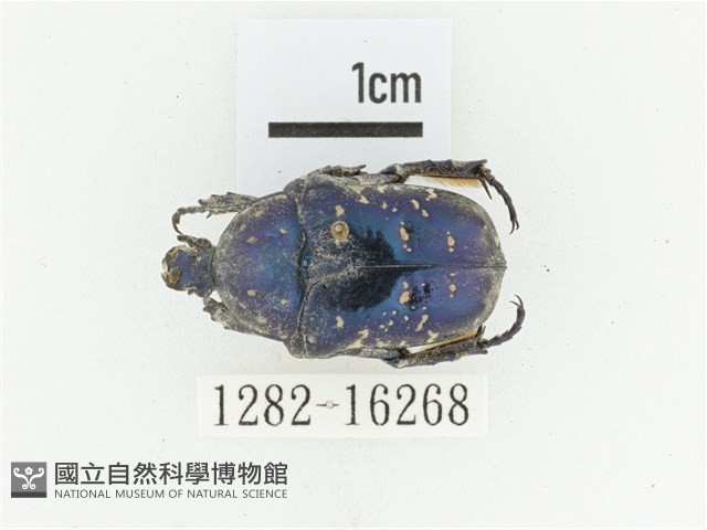 藍艷白點花金龜藏品圖，第1張