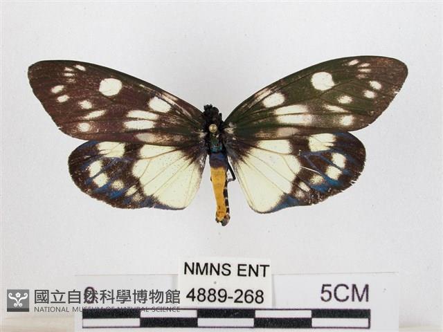 蓬萊茶斑蛾藏品圖，第1張