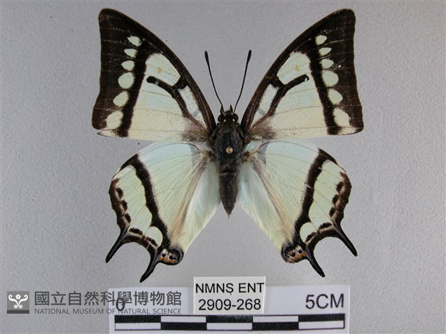 小雙尾蛺蝶藏品圖，第1張