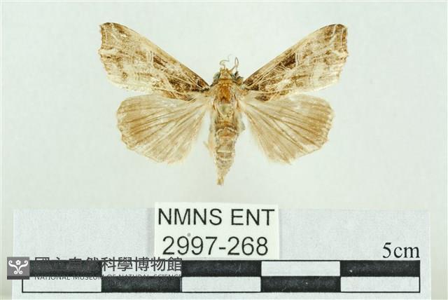 粉紅帶散紋夜蛾藏品圖，第1張