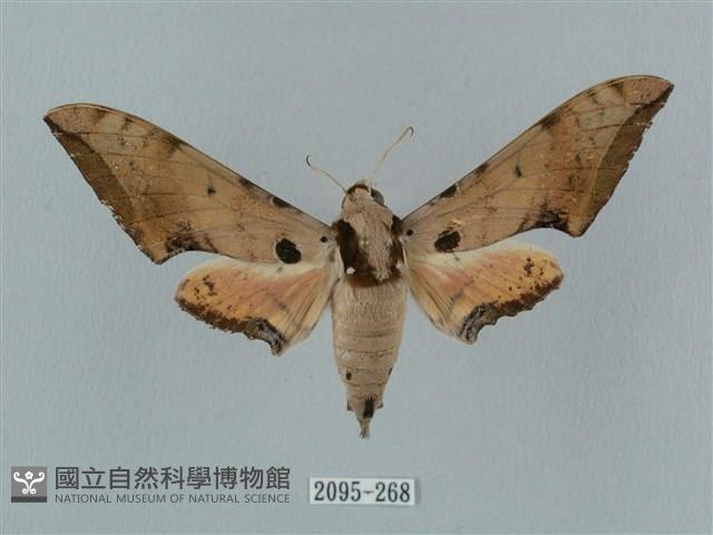 廣東鷹翅天蛾藏品圖，第1張