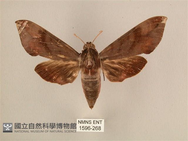 背中白天蛾藏品圖，第1張