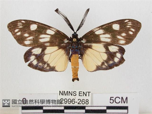 蓬萊茶斑蛾藏品圖，第1張