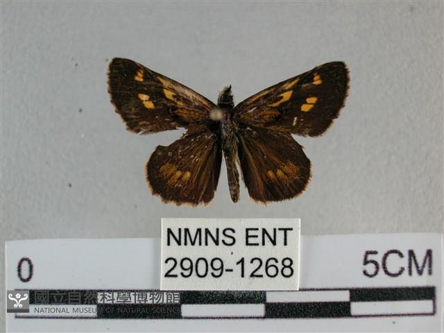 黃星弄蝶藏品圖，第1張