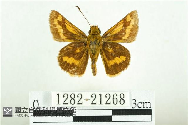 黃斑弄蝶藏品圖，第1張