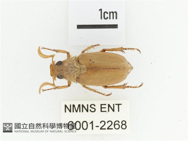 淡水長鬚金龜藏品圖，第1張