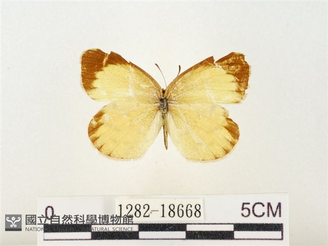 星黃蝶藏品圖，第1張