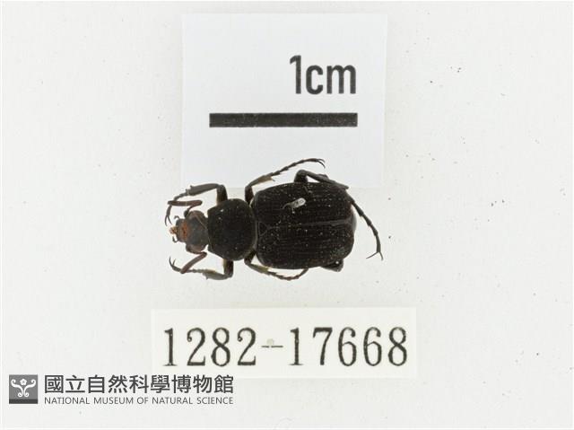 血紅虎斑花金龜藏品圖，第1張