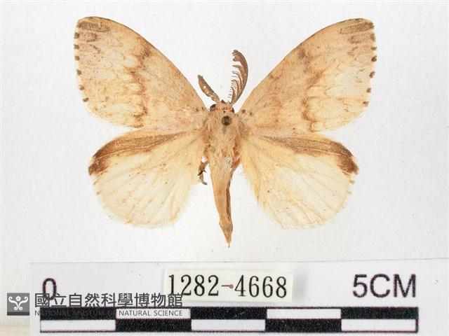 木毒蛾藏品圖，第1張