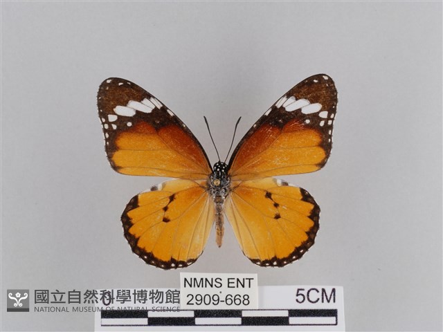 樺斑蝶藏品圖，第1張