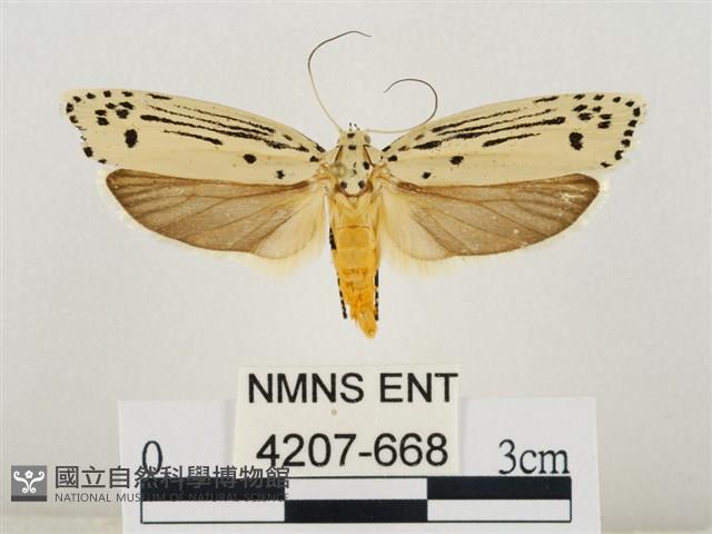 線紋篩蛾藏品圖，第1張