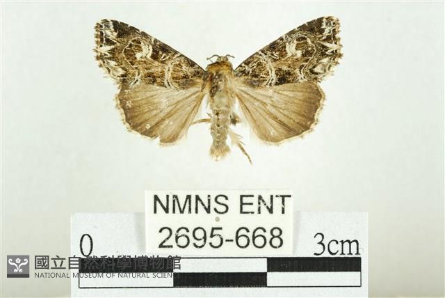 白斑散紋夜蛾藏品圖，第1張
