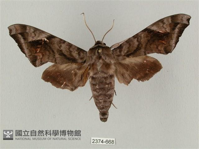 全緣缺角天蛾藏品圖，第1張