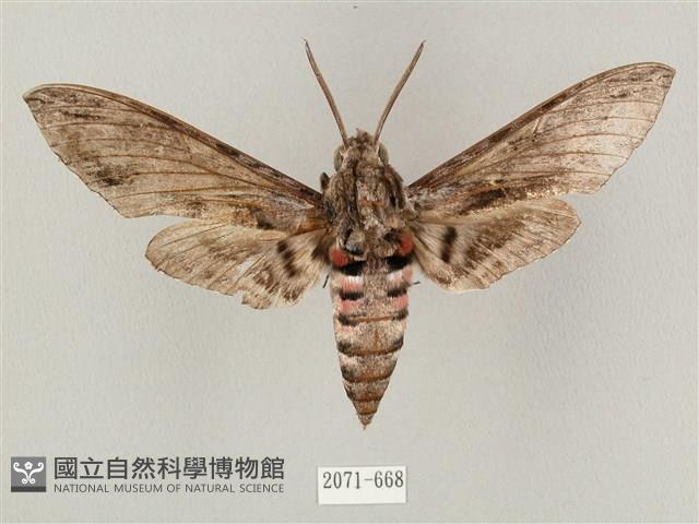 蝦殼天蛾藏品圖，第1張