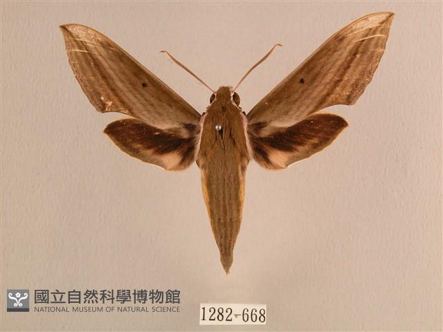 背線天蛾藏品圖，第1張