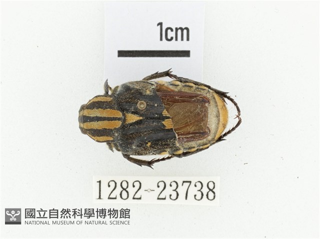 黃斑陷紋金龜藏品圖，第1張