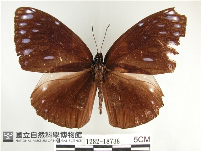 圓翅紫斑蝶藏品圖，第1張