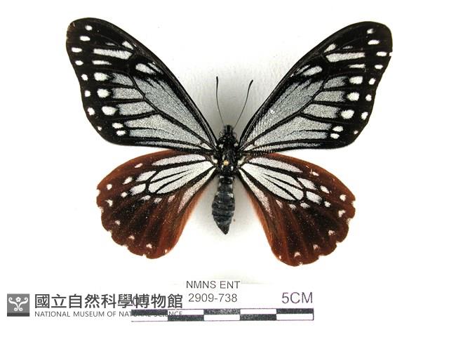 斑鳳蝶藏品圖，第1張