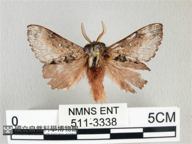 銀肩枯葉蛾藏品圖，第1張