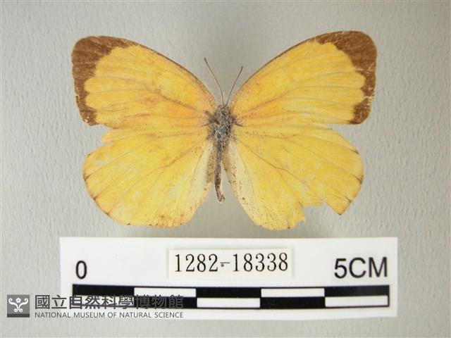 荷氏黃蝶藏品圖，第1張