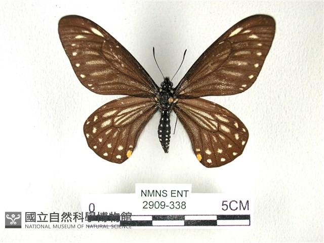 黃星斑鳳蝶藏品圖，第1張