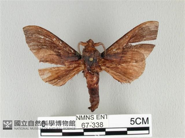 大褐斑枯葉蛾藏品圖，第1張