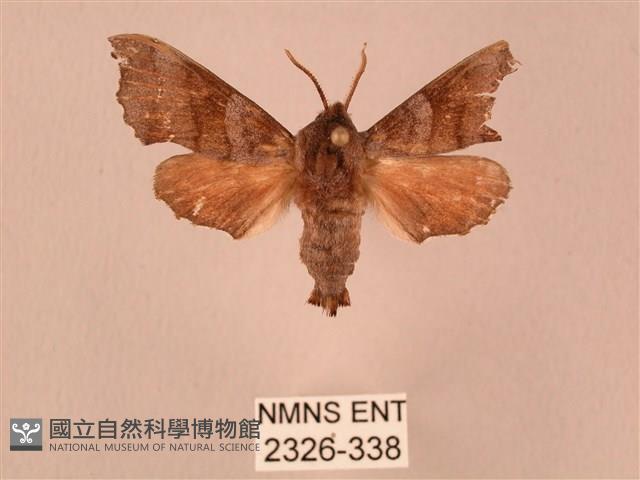 楓天蛾藏品圖，第1張