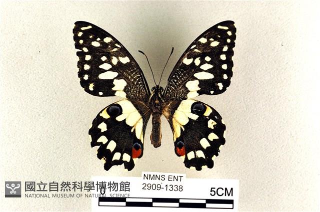 花鳳蝶、無尾鳳蝶藏品圖，第1張