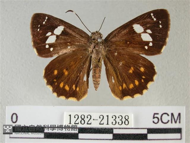 小星弄蝶藏品圖，第1張