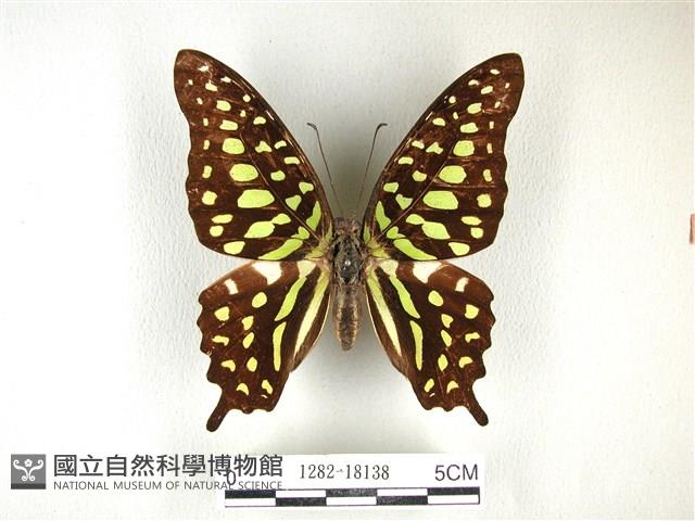 翠斑青鳳蝶藏品圖，第1張