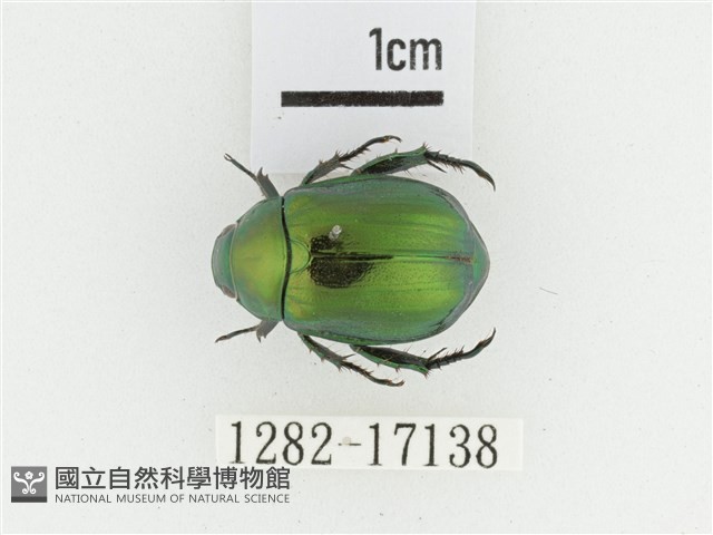 艷金龜藏品圖，第1張