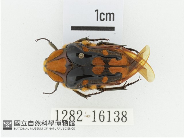 臺灣瘦花金龜藏品圖，第1張