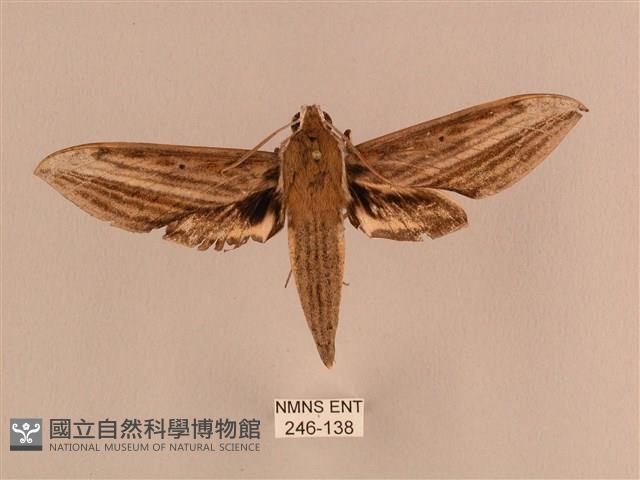 背線天蛾藏品圖，第1張