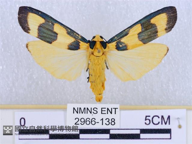 閃光苔蛾藏品圖，第1張