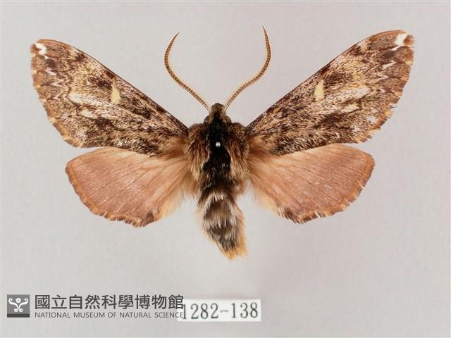 井上氏絨毛天蛾藏品圖，第1張