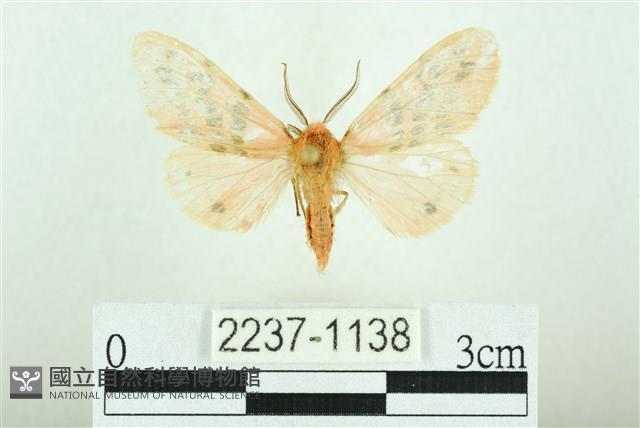 三條橙燈蛾藏品圖，第1張