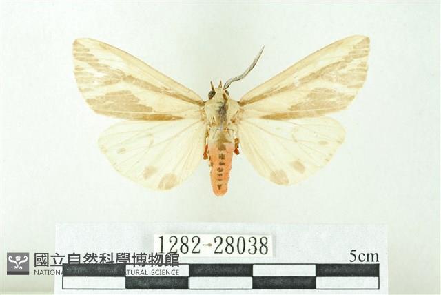 赭新污燈蛾藏品圖，第1張